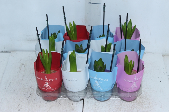<h4>HYACINTHUS P09</h4>