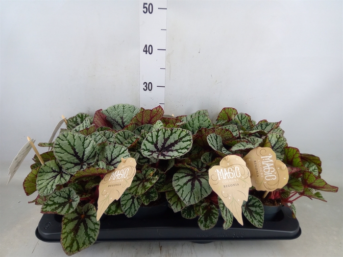 <h4>Begonia BD 'MagicColours Fedor'</h4>