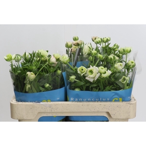 Ranunculus Butterfly Ariadne
