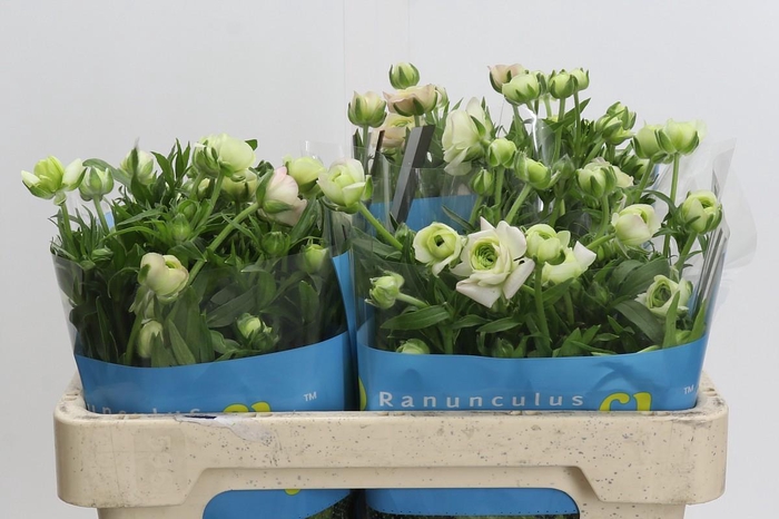 <h4>Ranunculus Butterfly Ariadne</h4>
