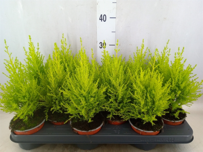 <h4>Cupressus macro. 'Goldcrest Wilma'</h4>