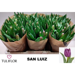 TU FR SAN LUIZ