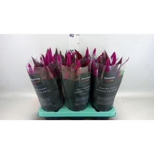 Celosia arg. SP 'Mystic Shades'