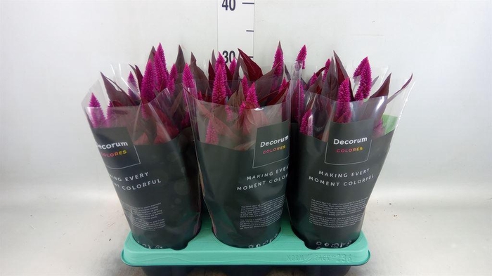 <h4>Celosia arg. SP 'Mystic Shades'</h4>