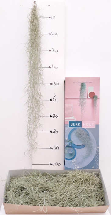 <h4>TILL USNEOIDES</h4>