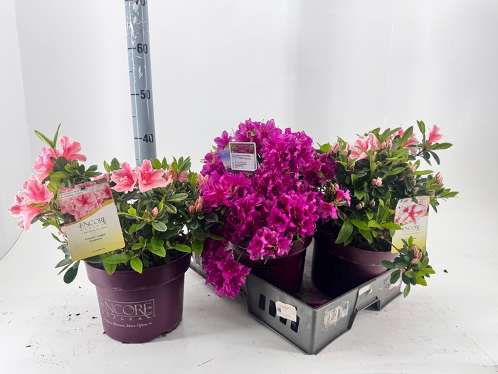 <h4>RHOD EV EN GEM</h4>