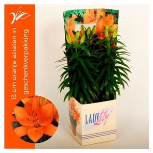 Lilium oranje aziaten in geschenkverpakking (az. lelie)