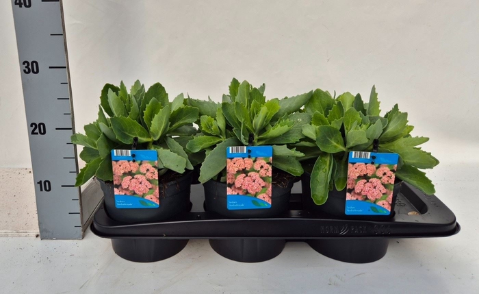 <h4>Sedum spectabile 'Herbstfreude'</h4>