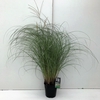 Miscanthus 'Adagio' P23 (5ltr)