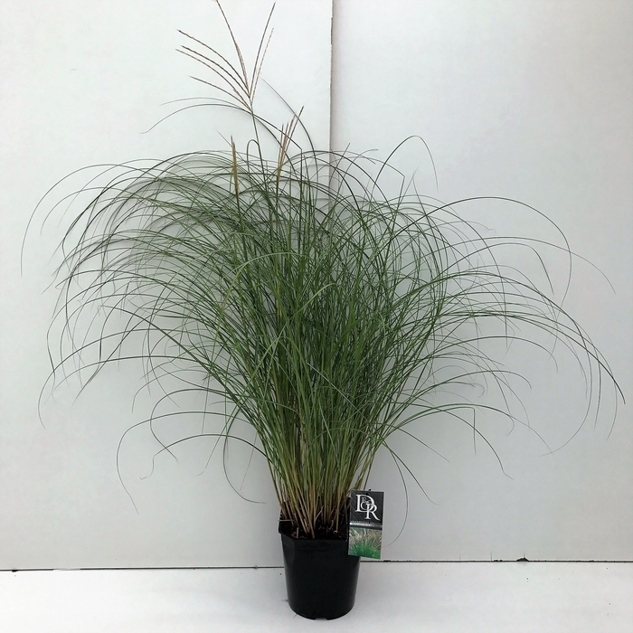 Miscanthus 'Adagio' P23 (5ltr)