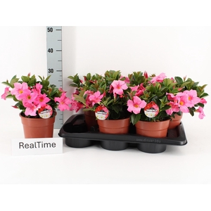 MANDE RIO PETIT PINK