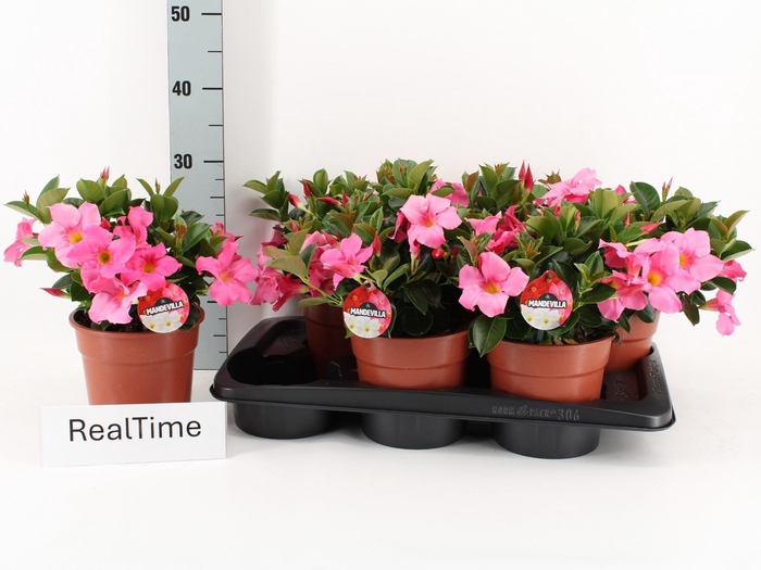 <h4>MANDE RIO PETIT PINK</h4>