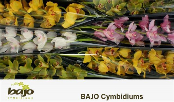 <h4>CYMB T GEMENGD</h4>