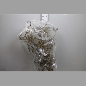 Coryl Av Contorta 100cm