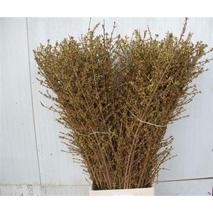 Forsythia I Spectabilis