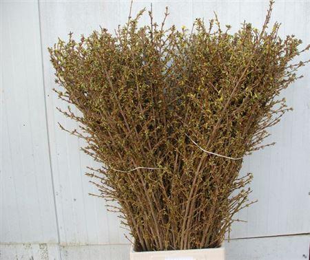 <h4>Forsythia I Spectabilis</h4>