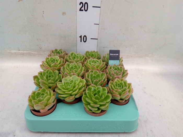 <h4>Echeveria gilva</h4>