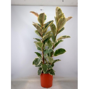 Ficus elastica 'Tineke'