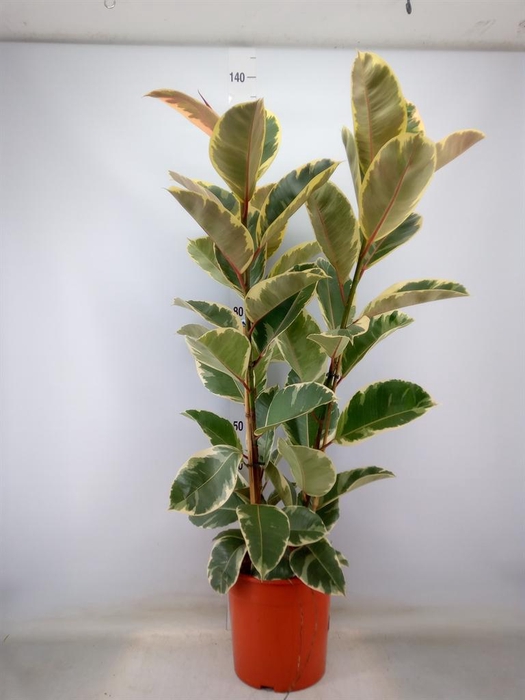 <h4>Ficus elastica 'Tineke'</h4>