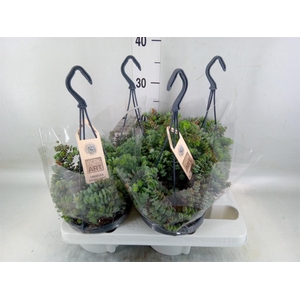 Crassula marnieriana