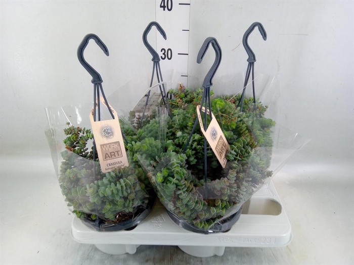 <h4>Crassula marnieriana</h4>