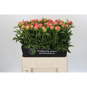 Paeonia Coral Sunset