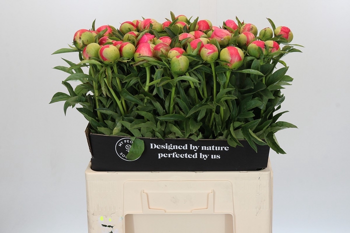 Paeonia Coral Sunset