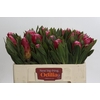 Protea Brenda