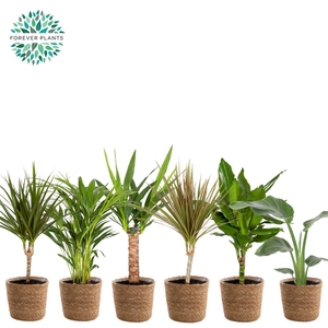 Ov Kamerplanten Gemengd Mand Gaby