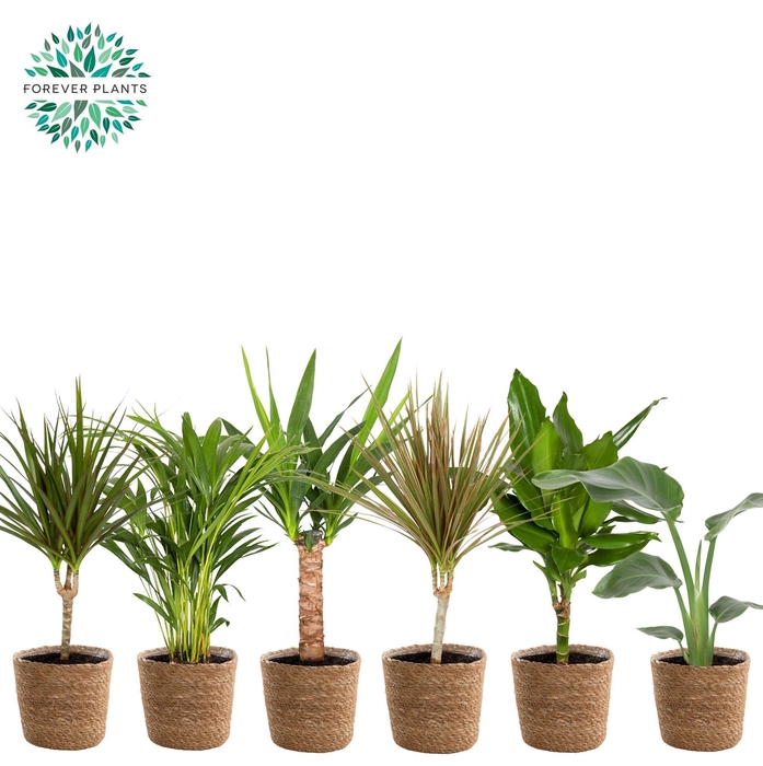 <h4>Ov Kamerplanten Gemengd Mand Gaby</h4>