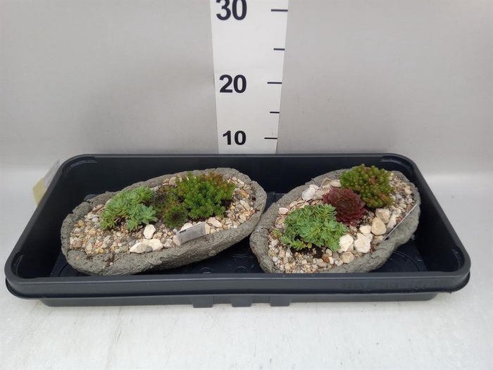 <h4>Arr.   Tuinplanten L%</h4>