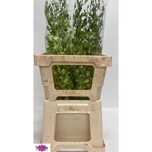 DENDR BURA JADE JADE