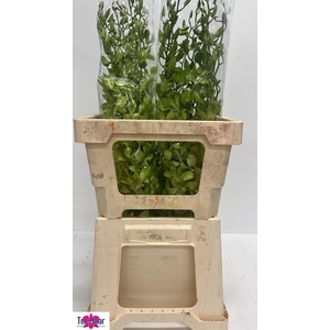 DENDR BURA JADE JADE