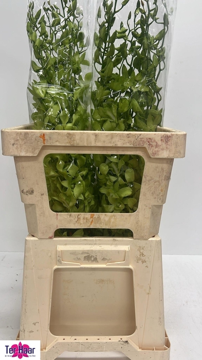 <h4>DENDR BURA JADE JADE</h4>