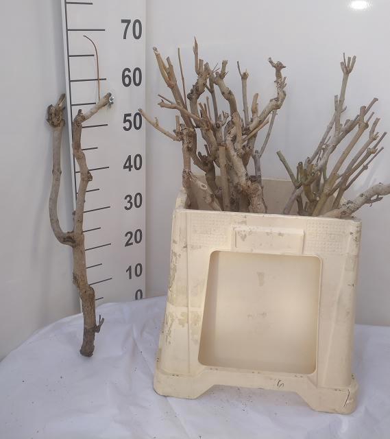 <h4>SERINGENSTRONK</h4>