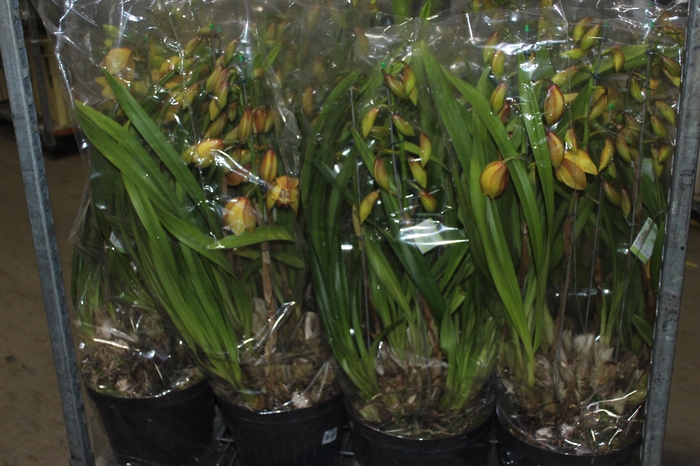 <h4>CYMBIDIUM P30</h4>