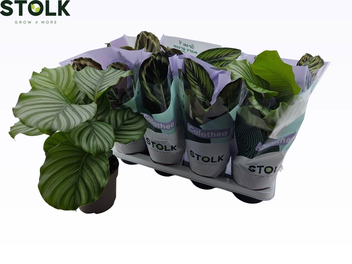 <h4>CALAT GEM 4 SRT</h4>