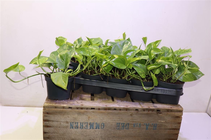 <h4>arr8 Epipr Aureum</h4>