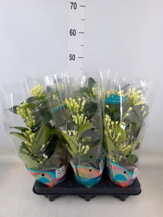 <h4>Stephanotis floribunda   ...</h4>