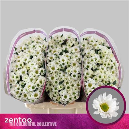 <h4>Chr S Rossi White</h4>