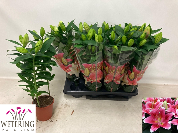 <h4>LIL OR SUNNY ROBYN</h4>