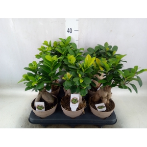 Ficus microcarpa 'Ginseng'