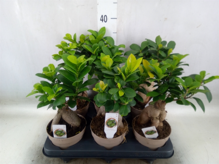 <h4>Ficus microcarpa 'Ginseng'</h4>