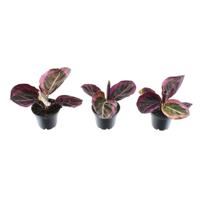 Calathea Princess Jesse 7 cm (Decorum)