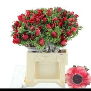 ANEM MISTRAL SR RED SUPER