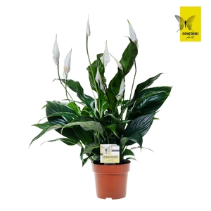 Spathiphyllum 13 cm Sweet Curiosa zonder hoes + Concorde steker