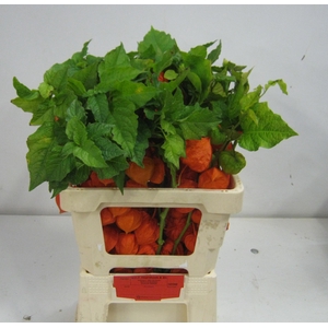 PHYSALIS LAMPION TAK