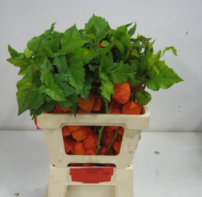 <h4>PHYSALIS LAMPION TAK</h4>
