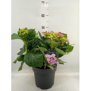 Hydrangea mac. 'Early'