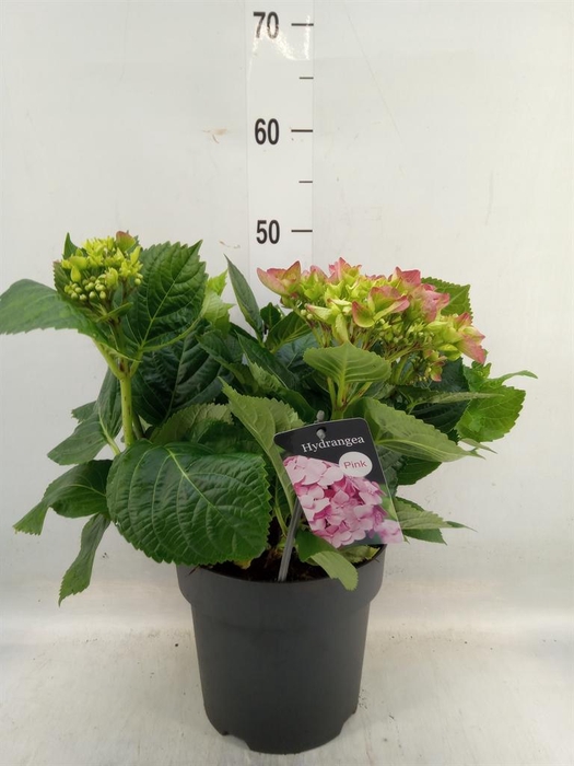 <h4>Hydrangea mac. 'Early'</h4>